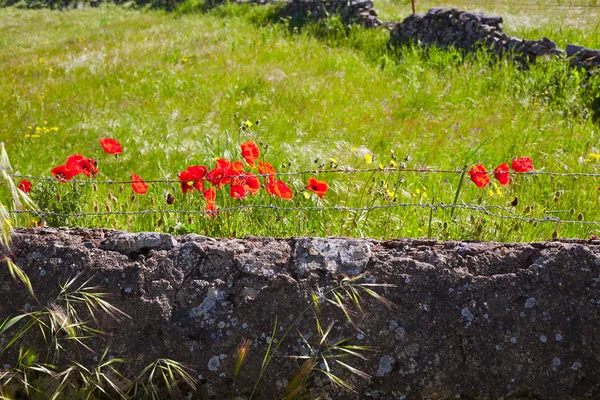 Dehesa grassland by via de la Plata way Spain — Stock Photo, Image