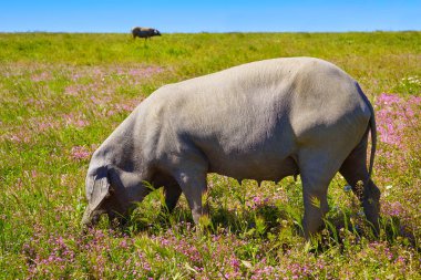 Dehesa İspanya 'daki Cerdo İberico İber domuzu.