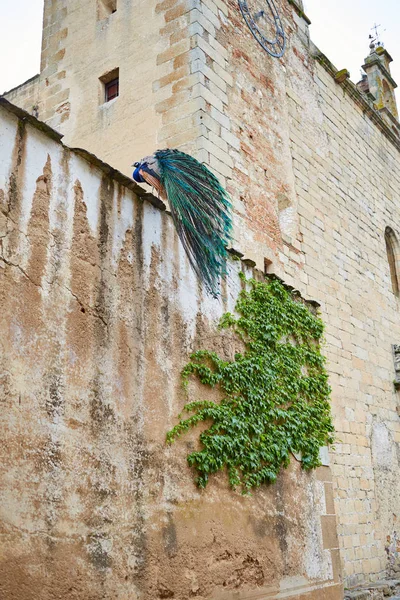 Caceres Peacock w starych murów miejskich, w Estremadurze — Zdjęcie stockowe