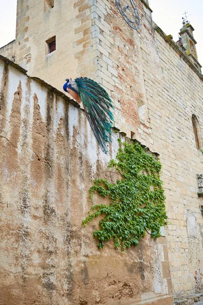 Caceres Peacock w starych murów miejskich, w Estremadurze — Zdjęcie stockowe