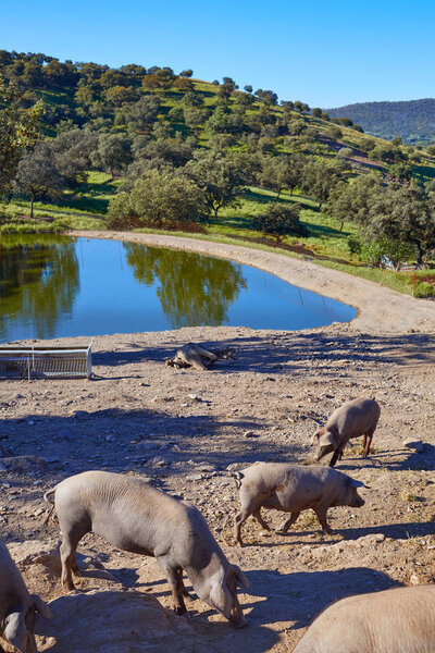 Чердо-иберийская свинина в Дехесе
