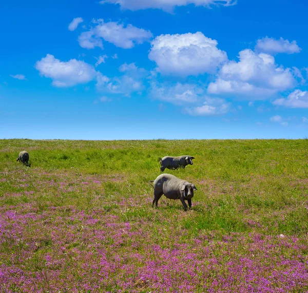 Dehesa İspanya 'daki Cerdo İberico İber domuzu. — Stok fotoğraf