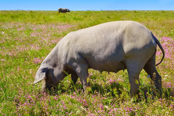 Cerdo iberico cerdo ibérico en Dehesa España —  Fotos de Stock