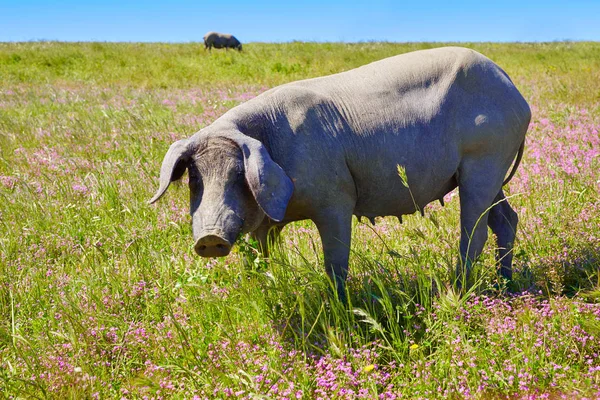 Cerdo iberico cerdo ibérico en Dehesa España — Foto de Stock