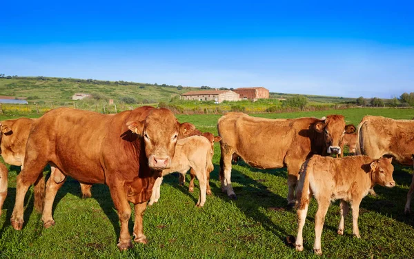 Koe vee in Extremadura met een oppervlakte van Spanje — Stockfoto