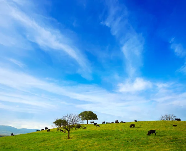 エストレマドゥーラ高地における放牧牛の戦い — ストック写真