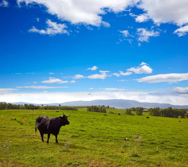 fighting bull grazing in Extremadura dehesa