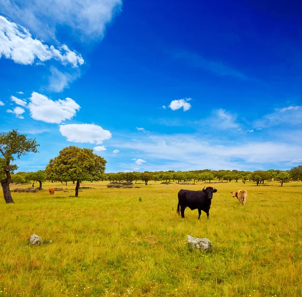 Fighting bull grazing in Extremadura dehesa — Stock Photo, Image