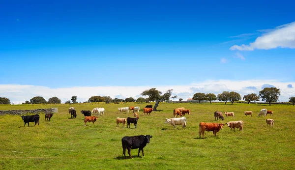 Salamanca grassland cows cattle in Dehesa — Stock Photo, Image