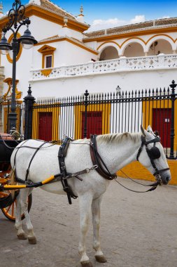 Seville Real Maestranza bullring plaza toros