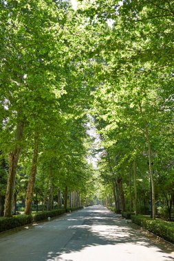 Seville maria luisa park bahçeler İspanya