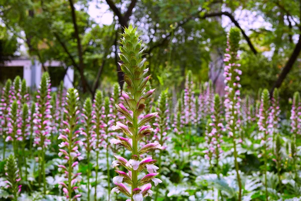 Seville maria luisa park gardens spain — Stock Photo, Image