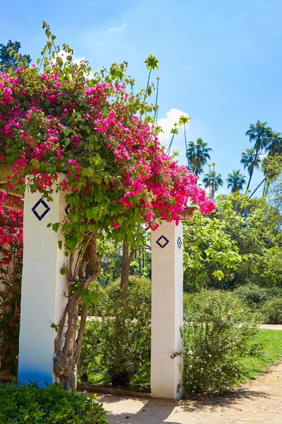 Seville maria luisa park bahçeler İspanya