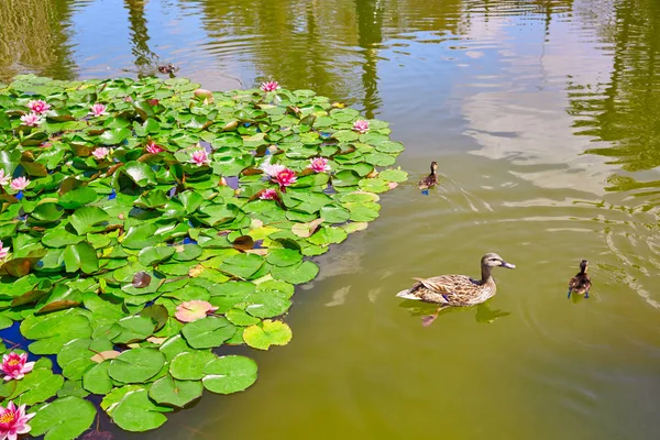 Sevilla maria luisa park gardens Spanien — Stockfoto