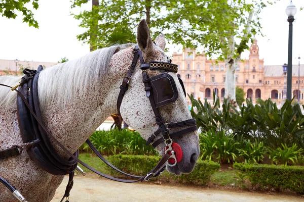 Sevilha Sevilha Plaza de Espana cavalo Andaluzia — Fotografia de Stock