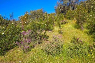 Sierra Norte Seville İspanya 'dan Via de la Plata yolu