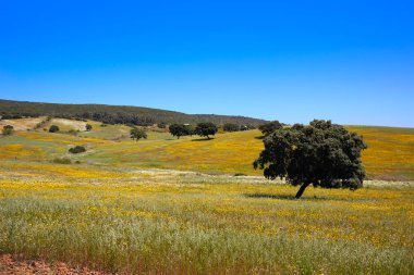 De la Plata yolu İspanya üzerinden tarafından Dehesa otlak