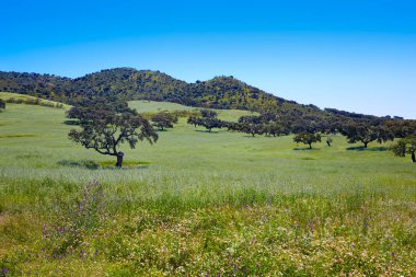 Via de la Plata way in Extremadura