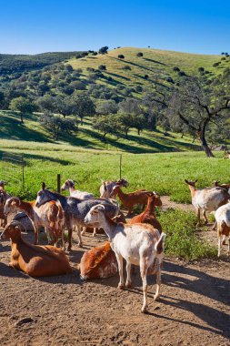 Via de la Plata way goats Sierra Norte Seville