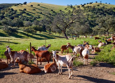Via de la Plata way goats Sierra Norte Seville