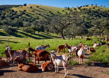 Via de la Plata way goats Sierra Norte Seville