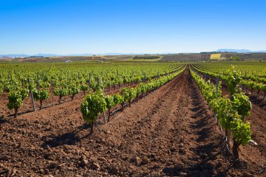 Ribera Guadiana vineyard Extremadura Spain