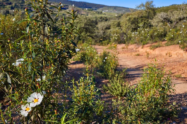 Via de la Plata way Sierra Norte Seville Spain — Stockfoto