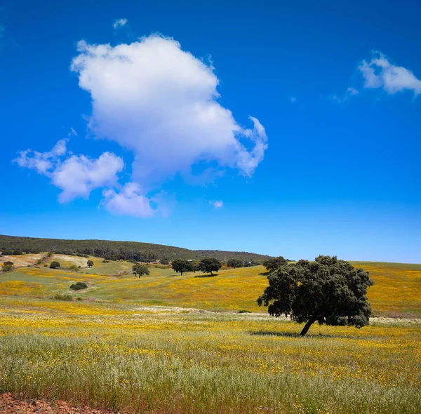 Dehesa grassland by via de la Plata way Spain — Stock Photo, Image
