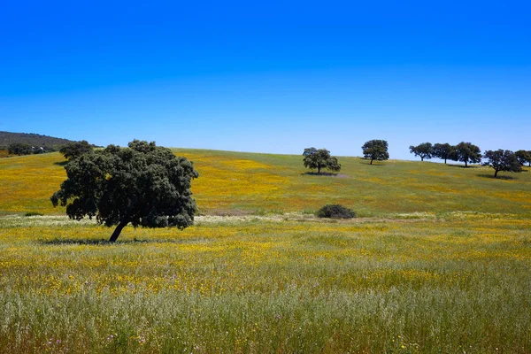 Dehesa gräsmark av via de la Plata sätt Spanien — Stockfoto