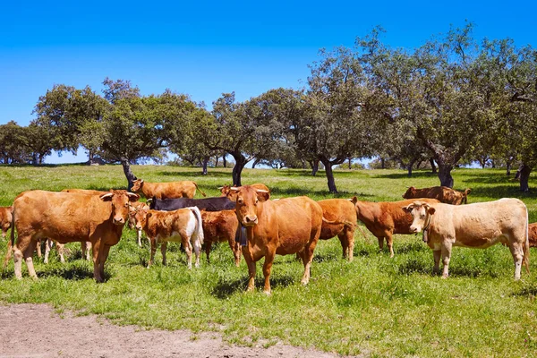 Cows grazing in Extremadura Dehesa Spain — Stock Photo, Image