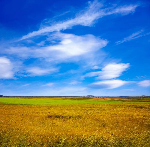 Graan velden in Extremadura met een oppervlakte van Spanje — Stockfoto