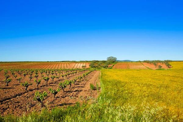 Campos de viñedos en Extremadura de España — Foto de Stock