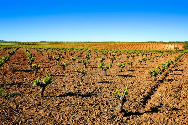 Weinfelder in der extremadura von Spanien — Stockfoto