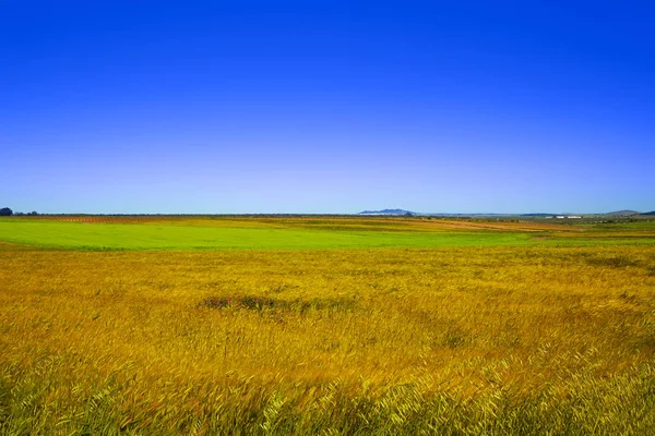 Spannmål fält i Extremadura i Spanien — Stockfoto