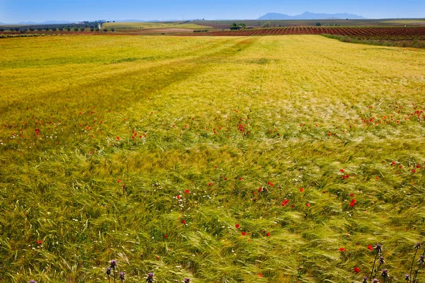 Via de la Plata way cereal fields in Spain — Stock Photo, Image