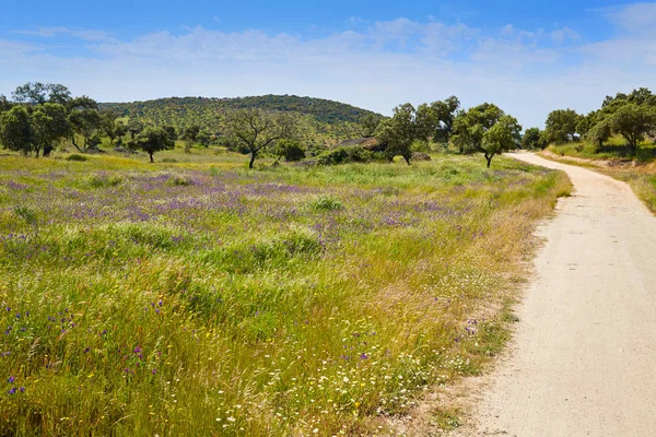 Via de la Plata väg till Santiago Dehesas i Spanien — Stockfoto