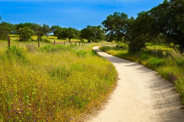 Via de la Plata way to Santiago Dehesas of Spain — Stock Photo, Image