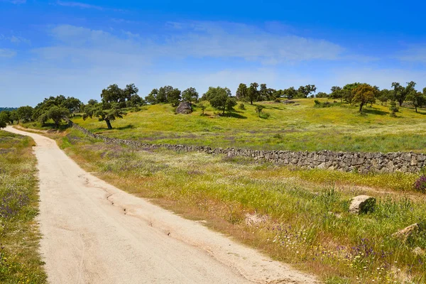 Via de la Plata way to Santiago Dehesas of Spain — Stock Photo, Image