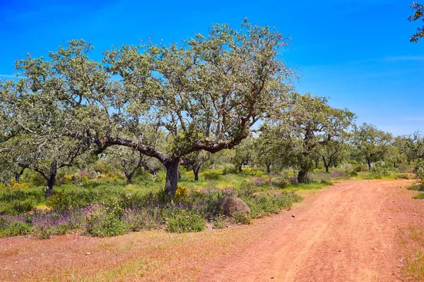 Via de la Plata way to Santiago Dehesas of Spain — Stock Photo, Image