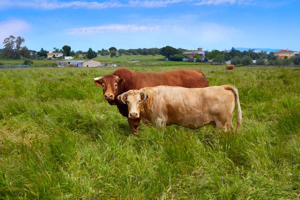 Extremadura cows in via de la Plata way Spain — Stock Photo, Image