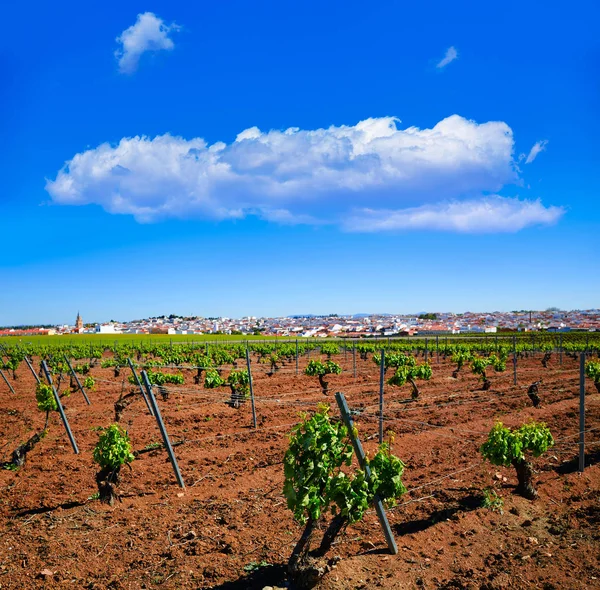 Виноградник Ribera Guadiana Extremadura Spain — стоковое фото