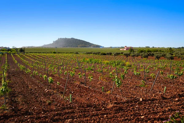 Viña Ribera Guadiana Extremadura España — Foto de Stock