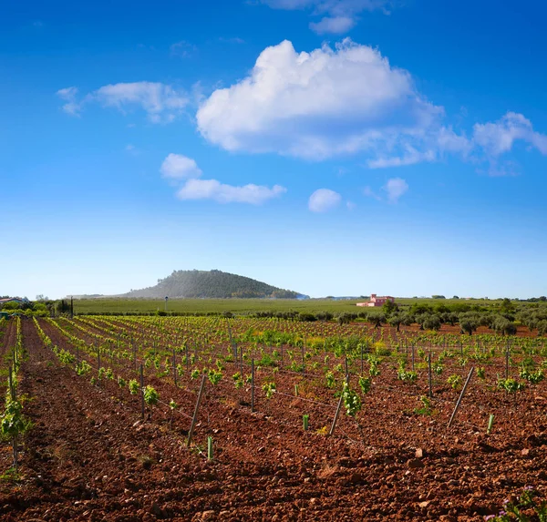 Ribera Guadiana vineyard Extremadura Spain — Stockfoto