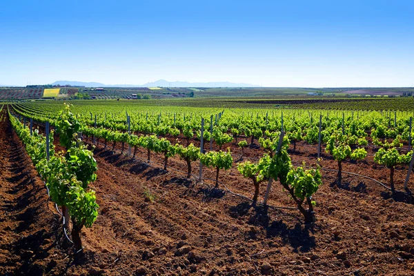 Виноградник Ribera Guadiana Extremadura Spain — стоковое фото