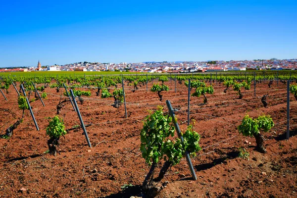 Виноградник Ribera Guadiana Extremadura Spain — стоковое фото