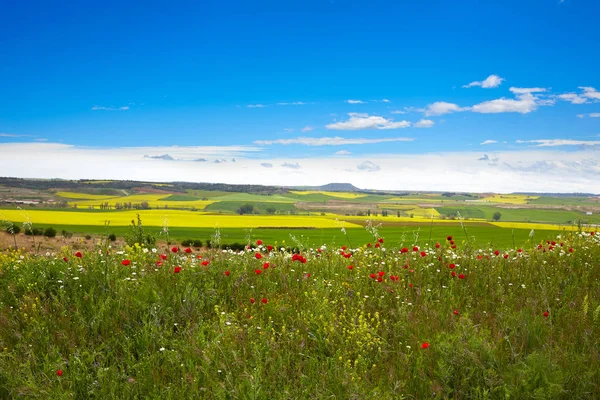 Jarní pole v Kastilii obilovin — Stock fotografie