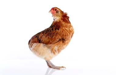 Mavi Paskalya yumurta Şili Araucana tavuk