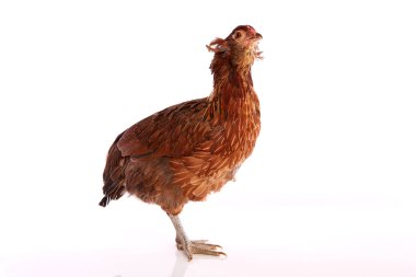 Mavi Paskalya yumurta Şili Araucana tavuk