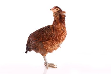 Mavi Paskalya yumurta Şili Araucana tavuk