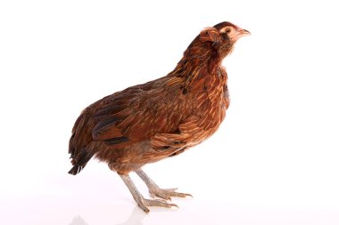 Mavi Paskalya yumurta Şili Araucana tavuk